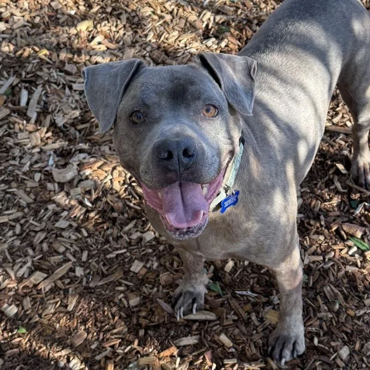 A senior large-sized male Brown / Chocolate Pit Bull Terrier dog named Buddy for adoption in Tacoma, WA