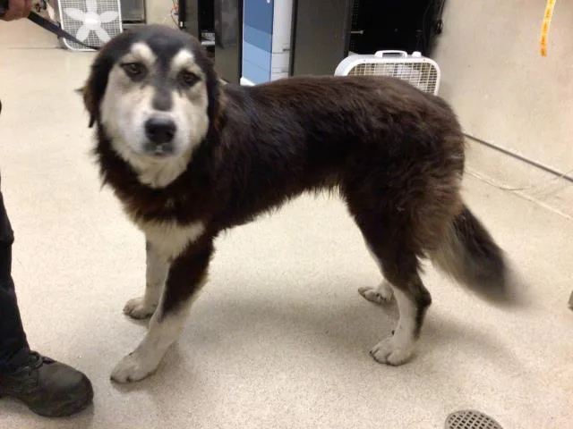 A young large-sized male Husky dog named Denali for adoption in Riverside, CA
