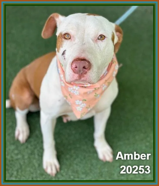 Amber