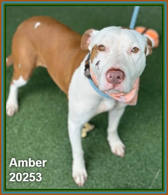 Amber thumbnail 2