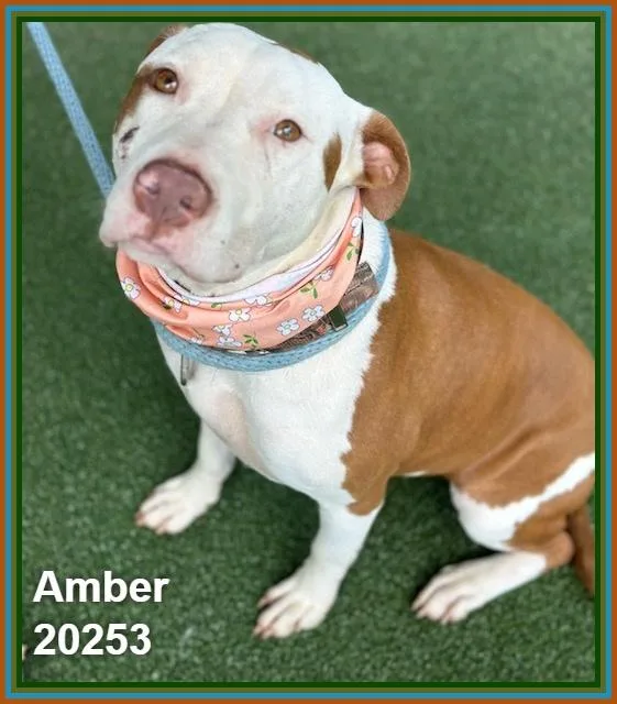 Amber thumbnail 3
