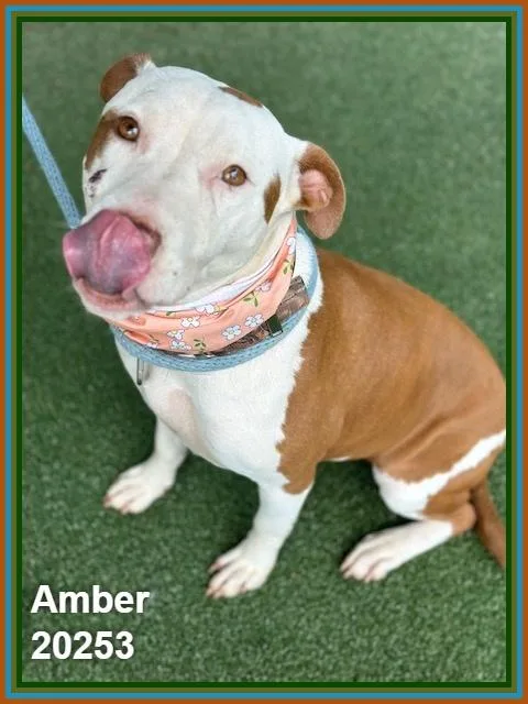 Amber thumbnail 4