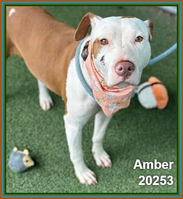 Amber thumbnail 5