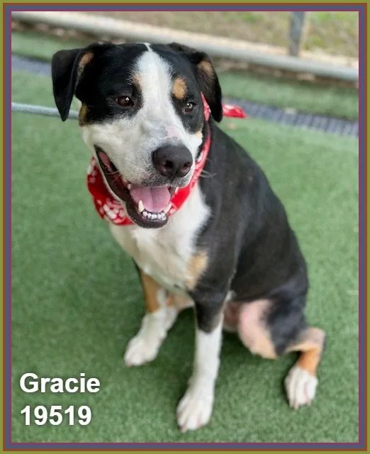 Gracie