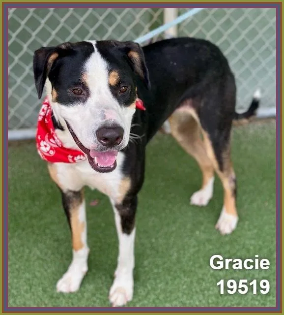 Gracie thumbnail 3