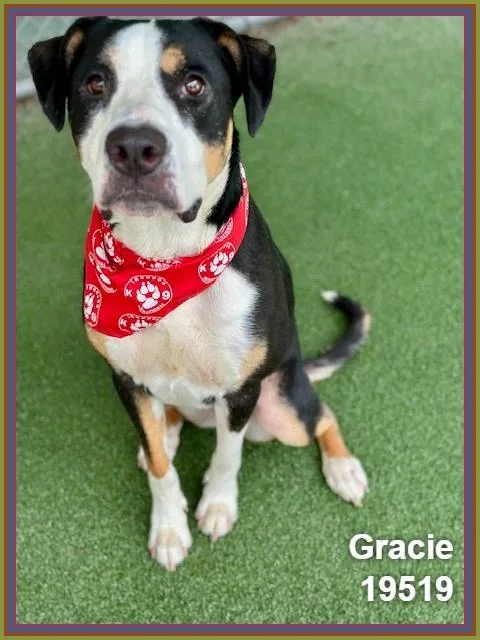 Gracie thumbnail 4