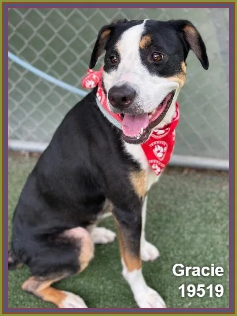 Gracie thumbnail 5