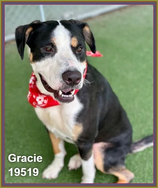 Gracie thumbnail 6