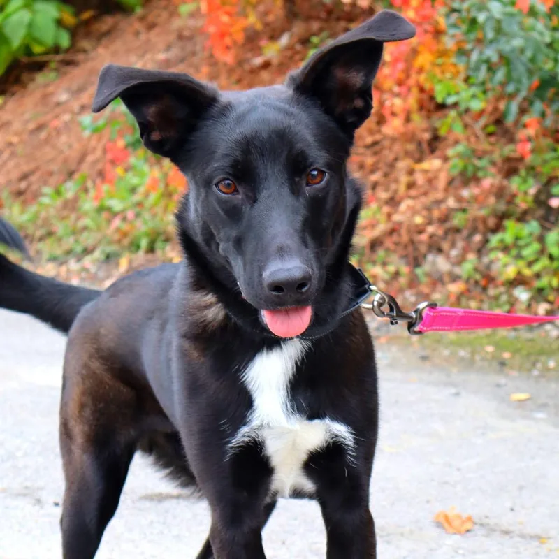An adult medium-sized male Black Mixed Breed dog named Pluto for adoption in Warwick, RI
