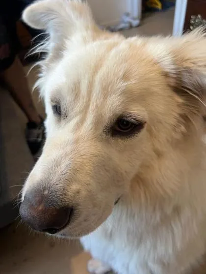 An adult extra large-sized male White / Cream Great Pyrenees dog named Oliver for adoption in El Paso, TX