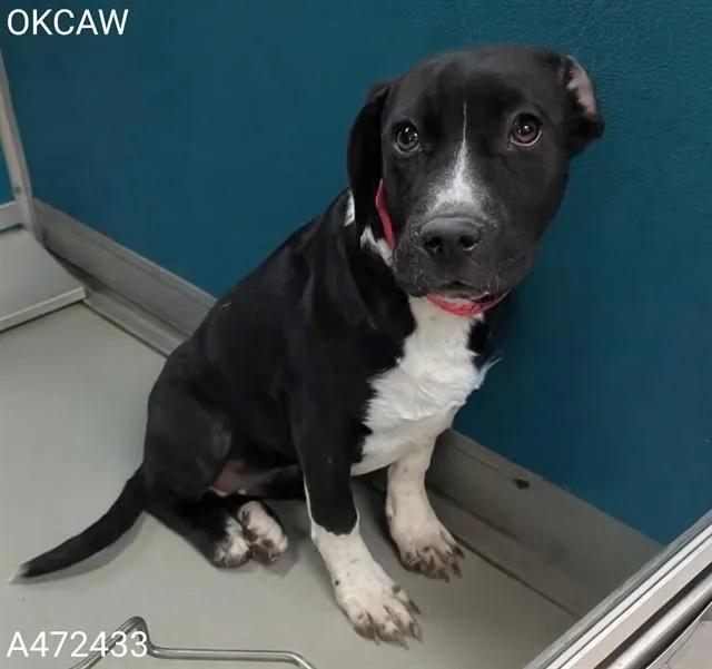 A young small-sized female Mastiff dog named Leo for adoption in Oklahoma City, OK