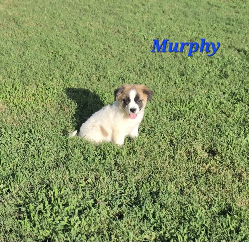 A baby medium-sized male White / Cream Collie dog named Murphy Mars for adoption in Andover, MA