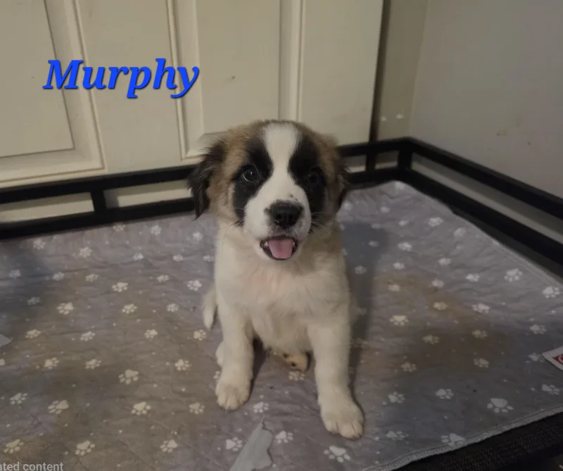 Murphy Mars thumbnail 2