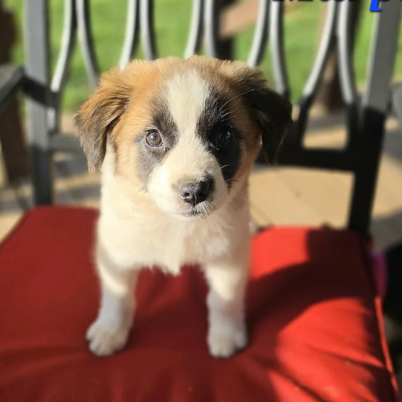Murphy Mars thumbnail 3