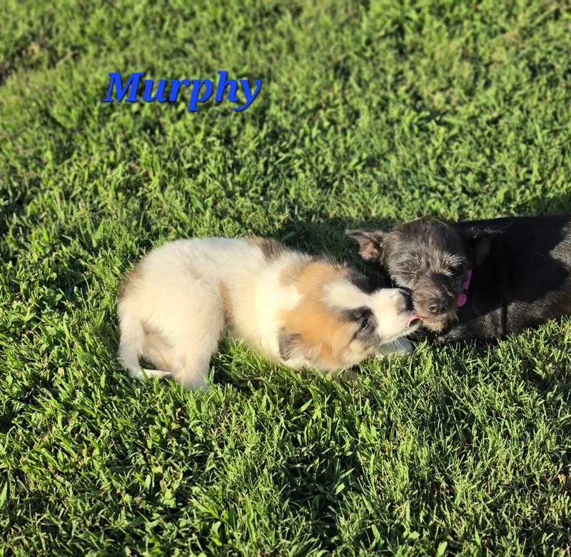 Murphy Mars thumbnail 4