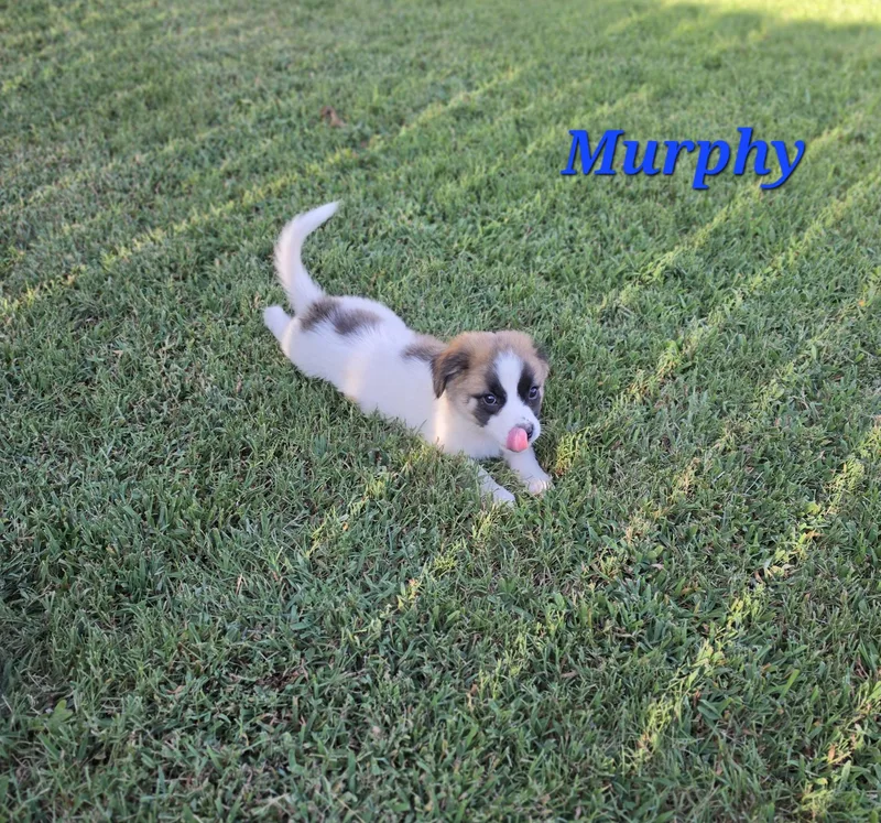 Murphy Mars thumbnail 5