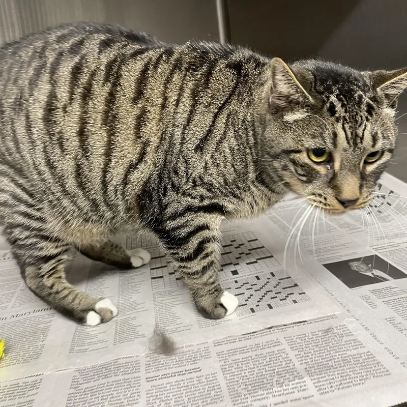 An adult large-sized male Gray / Blue / Silver Tabby cat named Tiger for adoption in North Kingstown, RI