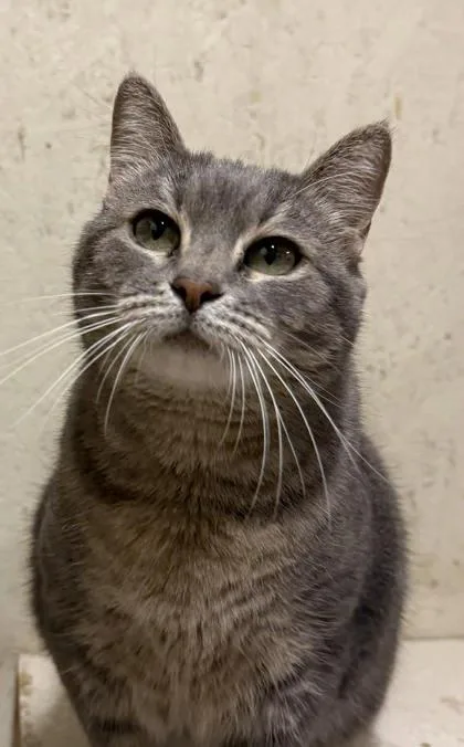 An adult small-sized female Domestic Short Hair cat named Shego for adoption in Visalia, CA