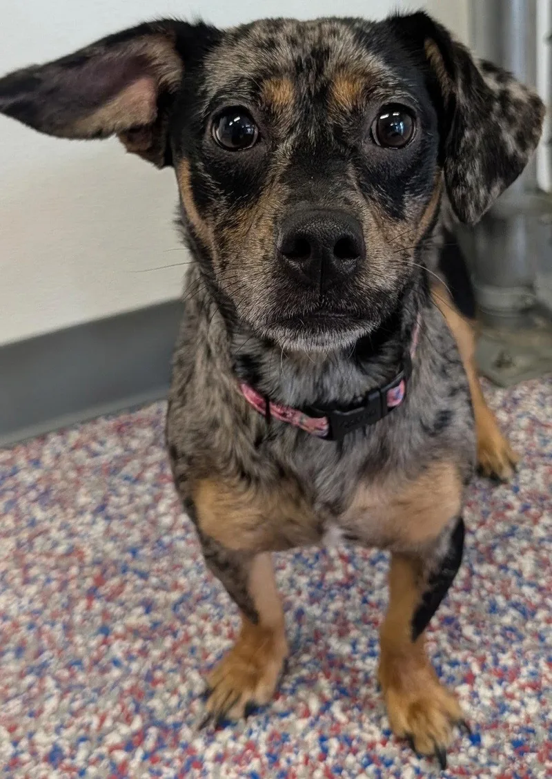 Pepper in TN thumbnail 2