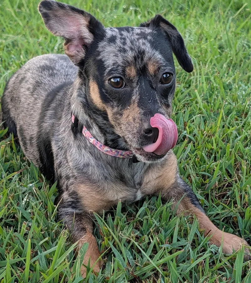 Pepper in TN thumbnail 4