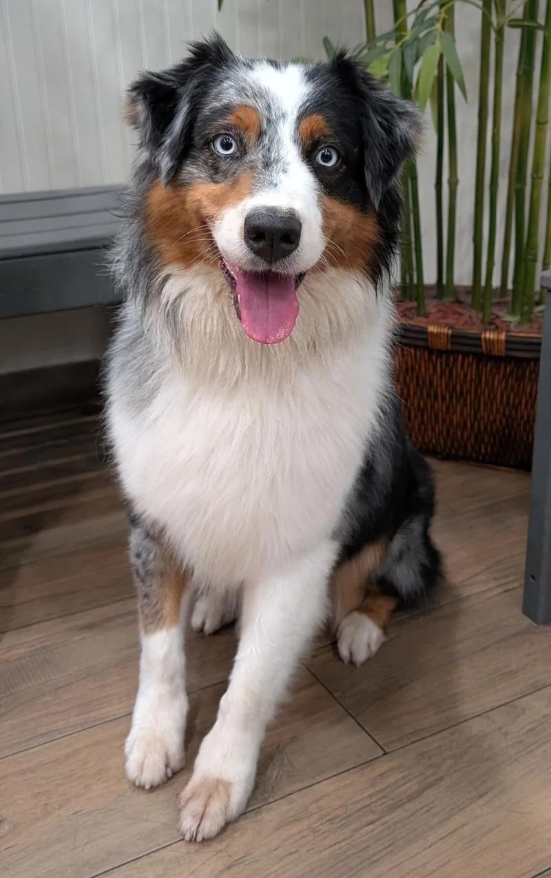 A young medium-sized male Tricolor (Brown, Black, & White) Australian Shepherd dog named Emmett von Ellerbek for adoption in Los Angeles, CA