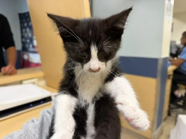 A baby small-sized male Domestic Short Hair cat named Milky Way for adoption in Miami, FL