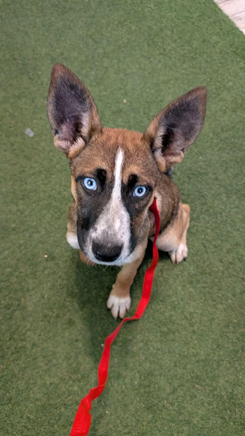A young medium-sized female Tricolor (Brown, Black, & White) Husky dog named Maple for adoption in Coldspring, TX