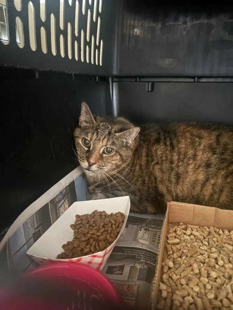 An adult medium-sized female Black Domestic Short Hair cat named Denise for adoption in Cincinnati, OH