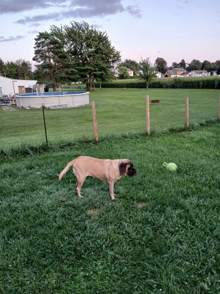 An adult large-sized female Mastiff dog named Lucy Courtesy Listing for adoption in Peru, NY
