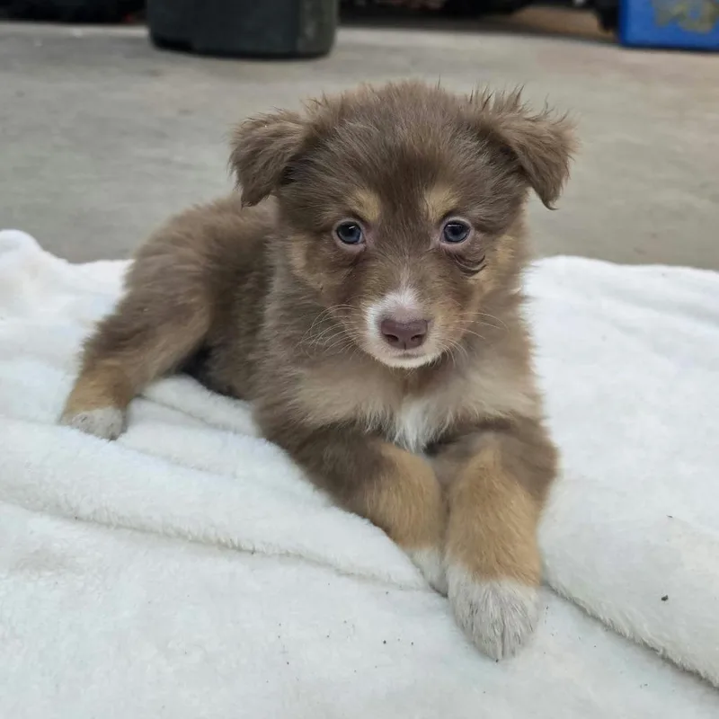 An adult medium-sized female Australian Shepherd dog named Delilah aka Dee for adoption in Ada, MN
