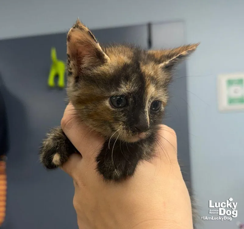 A baby medium-sized female Domestic Short Hair cat named Eden for adoption in Washington, DC