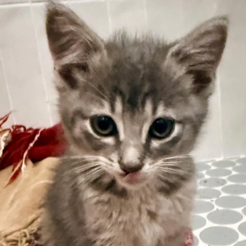 A baby small-sized female Gray / Blue / Silver Domestic Short Hair cat named Mable V for adoption in Little Rock, AR