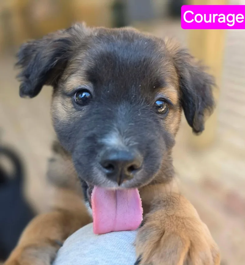 Courage