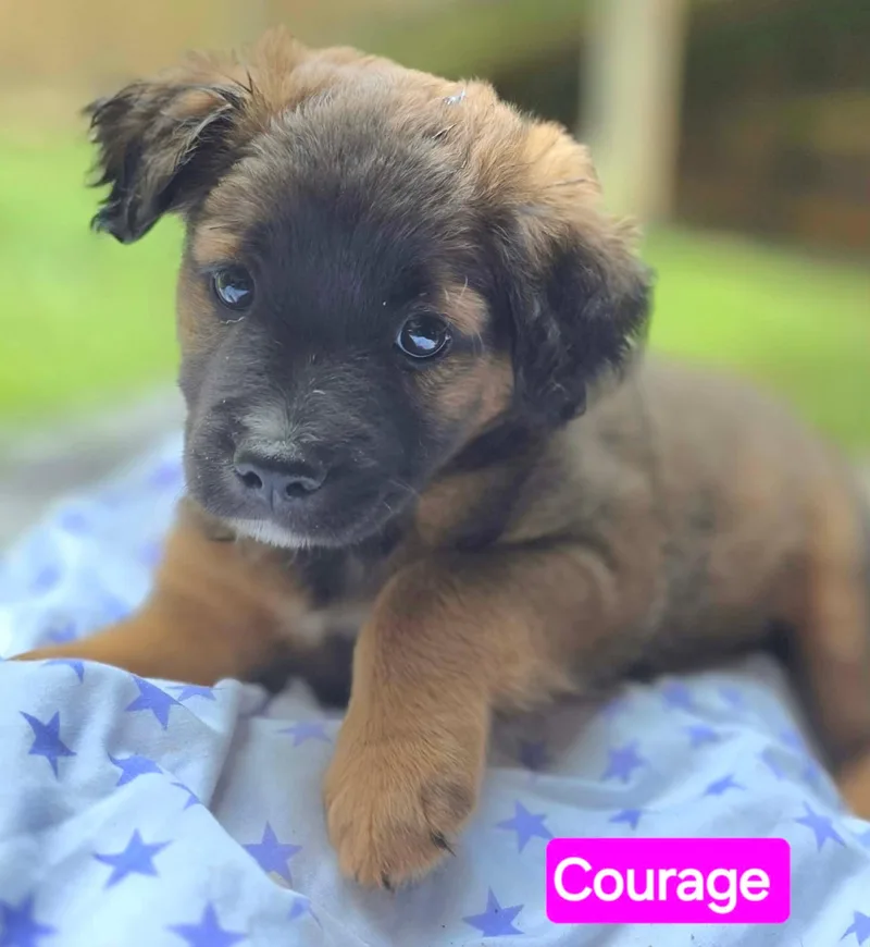 Courage thumbnail 4