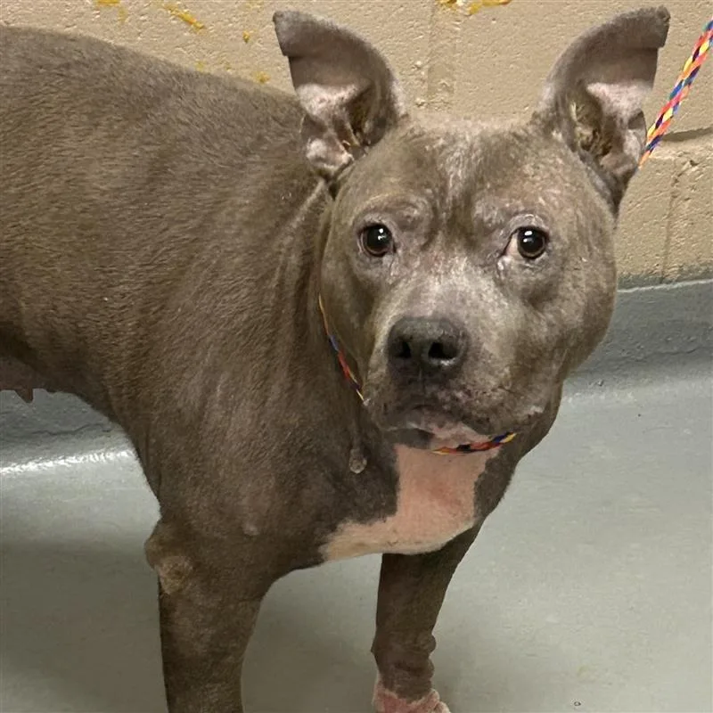 An adult medium-sized female Gray / Blue / Silver Pit Bull Terrier dog named Minerva for adoption in Tacoma, WA