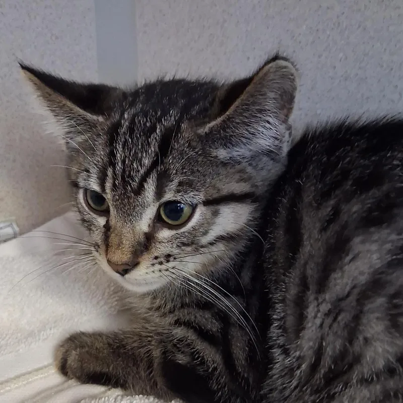 A baby small-sized male Brown / Chocolate Domestic Short Hair cat named Joey for adoption in Redwood City, CA