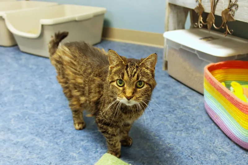 An adult medium-sized female Tabby (Brown / Chocolate) Domestic Short Hair cat named Susan for adoption in Urbana, OH