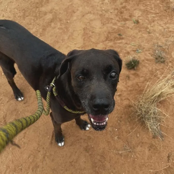 A senior large-sized male Brown / Chocolate Chocolate Labrador Retriever dog named Tony for adoption in Midland, TX