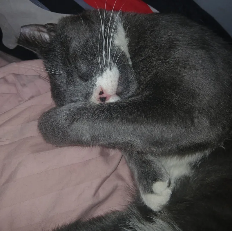 An adult medium-sized male Gray & White Domestic Short Hair cat named Hamilton for adoption in Nutley, NJ