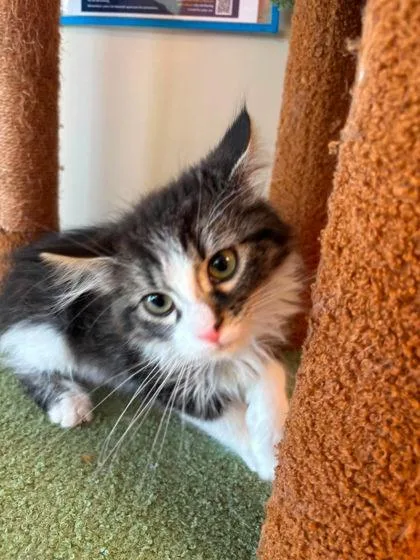 A baby small-sized male Domestic Short Hair cat named Sol for adoption in Scottsbluff, NE
