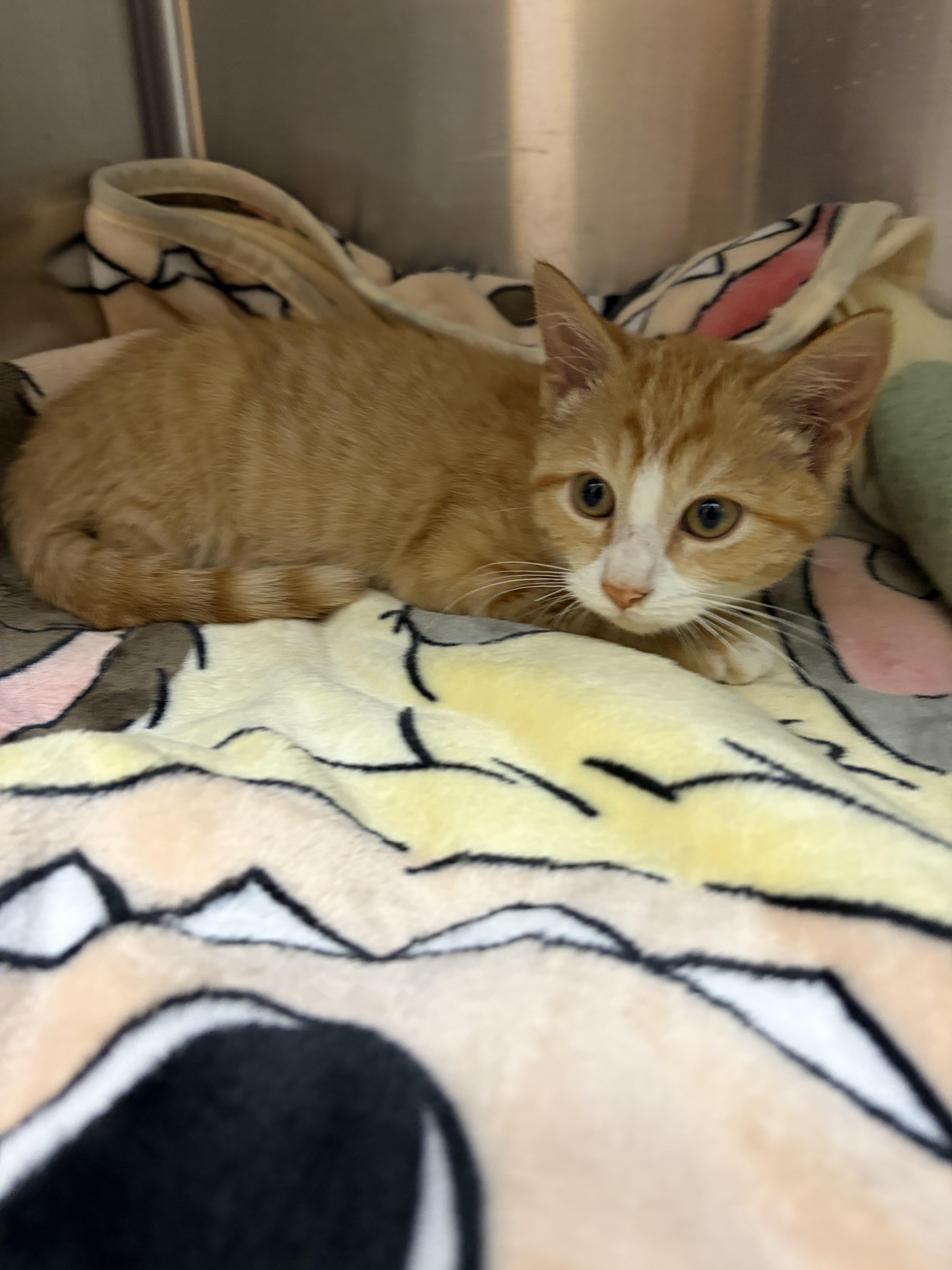 A baby medium-sized male Orange & White Domestic Short Hair cat named Candy Corn for adoption in Greensboro, NC
