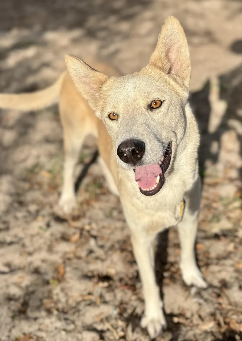 An adult medium-sized female Apricot / Beige German Shepherd Dog dog named Tina for adoption in Proctorville, OH