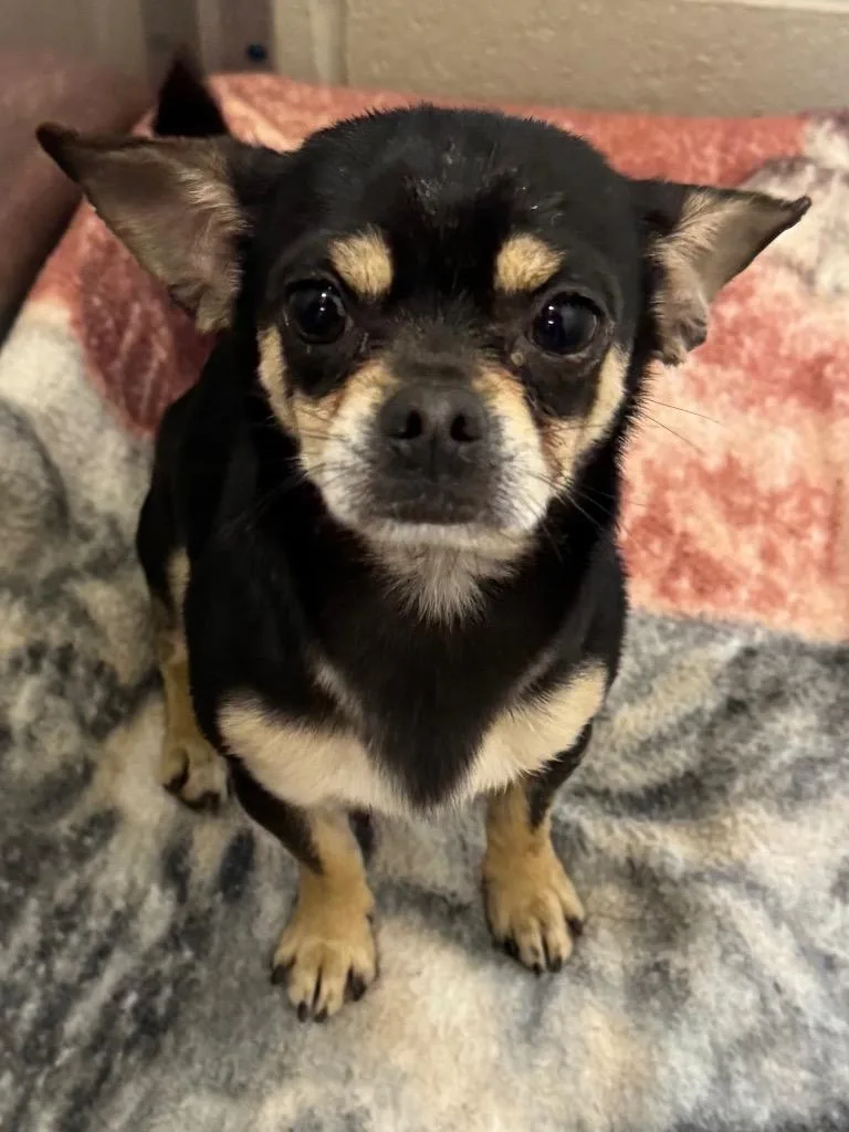 An adult small-sized male Chihuahua dog named Cheech for adoption in Ferndale, NY