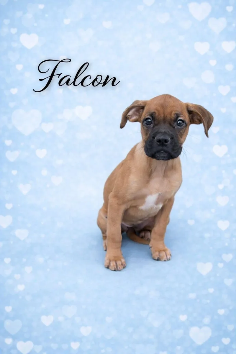A baby medium-sized male Boxer dog named Falcon for adoption in Elizabethtown, PA