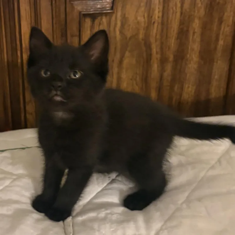 A baby small-sized female Black Domestic Short Hair cat named Topaz for adoption in Germantown, MD