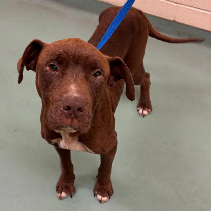 An adult medium-sized female Brown / Chocolate Mixed Breed dog named Frankie for adoption in Memphis, TN