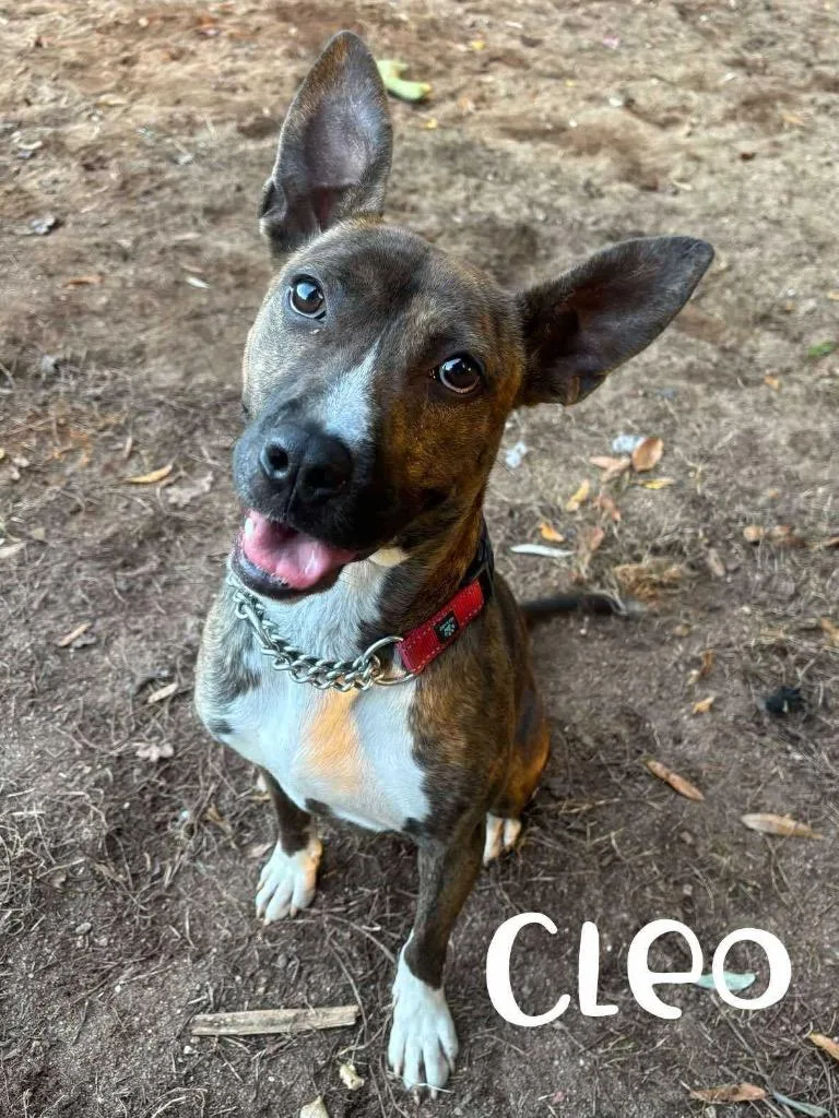 A young medium-sized female Pit Bull Terrier dog named Cleo for adoption in Rutherfordton, NC