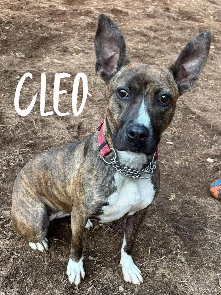 Cleo thumbnail 2