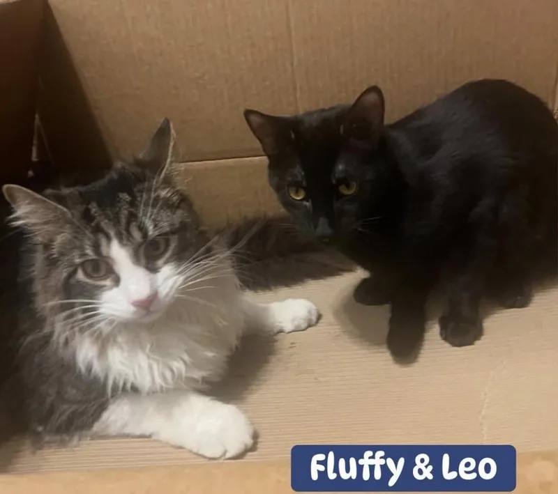 Leo & Fluffy
