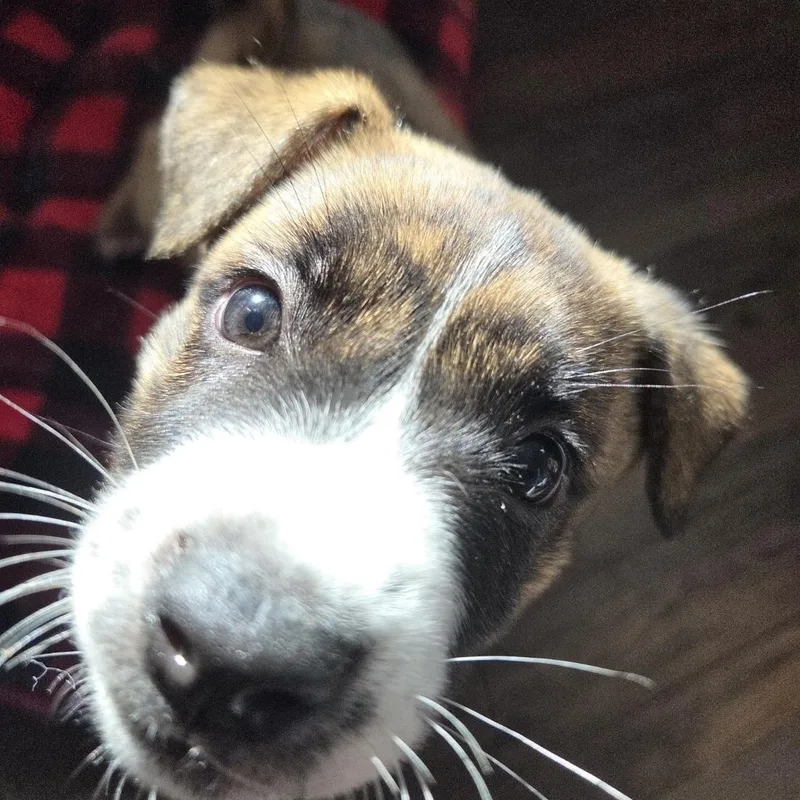 A baby medium-sized female Brindle Basenji dog named Sapphire for adoption in West Hollywood, CA